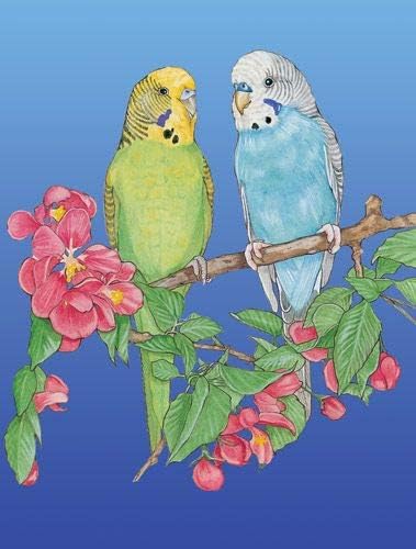 Parakeet Blank Note Cards Boxed