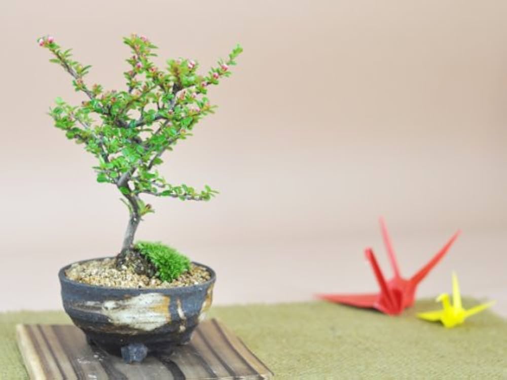 ボナン　紅紫檀 紅紫檀（パドック）【受注生産の木軸ペン】 | 『ボナン』 -木軸