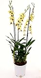 dendrobium nobile apollon Per ogni pacco che riceverete, SEMPRE una pianta a sorpresa IN OMAGGIO