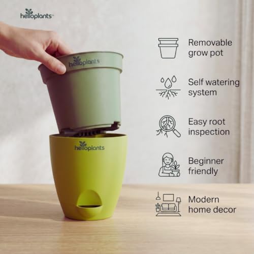 Image of Zamia Green ZZ Plant Zamioculcas Zamiifolia Indoor Live Plant Air-Purifying Decor for Office and Home in a 4-Inch Self-Watering Matte Green Pot