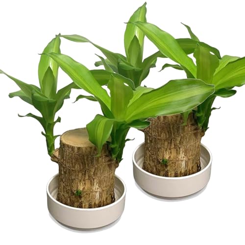 Joxipe Brazilian lucky tree plant bamboo and trays, gifts, Brazilian lucky tree, bonsai flowerpot...