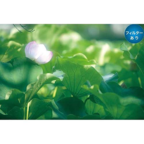 (未使用･未開封品)　MARUMI カメラ用 フィルター 72mm DHGソフトファンタジーソフト効果 62121 ar3p5n1 Amazon | MARUMI ソフトフィルター 72mm DHG ソフトファンタジーN 72mm