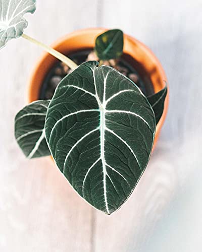 Alocasia-plant