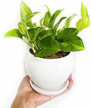 Amazon ポトス グローバルグリーン 丸型白陶器鉢植え 観葉植物 ミニ 卓上 珍しいポトス 本物 おしゃれ 人工観葉植物 オンライン通販 Amazon ポトス グローバルグリーン 丸型白陶器鉢植え 観葉植物 ミニ 卓上 珍しいポトス 本物 おしゃれ 人工観葉植物 オンライン通販