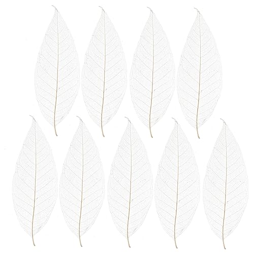 Hojas secas naturales para manualidades 100 pcs