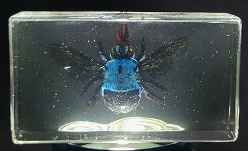 Image of 2.9 inch Real Blue Carpenter Bee Xylocopa Caerulea in Crystal Clear Lucite Resin Specimen Preserved Insect Taxidermy Collection for Biology Science Education & Desk Ornament Display Supplies Paperweight
