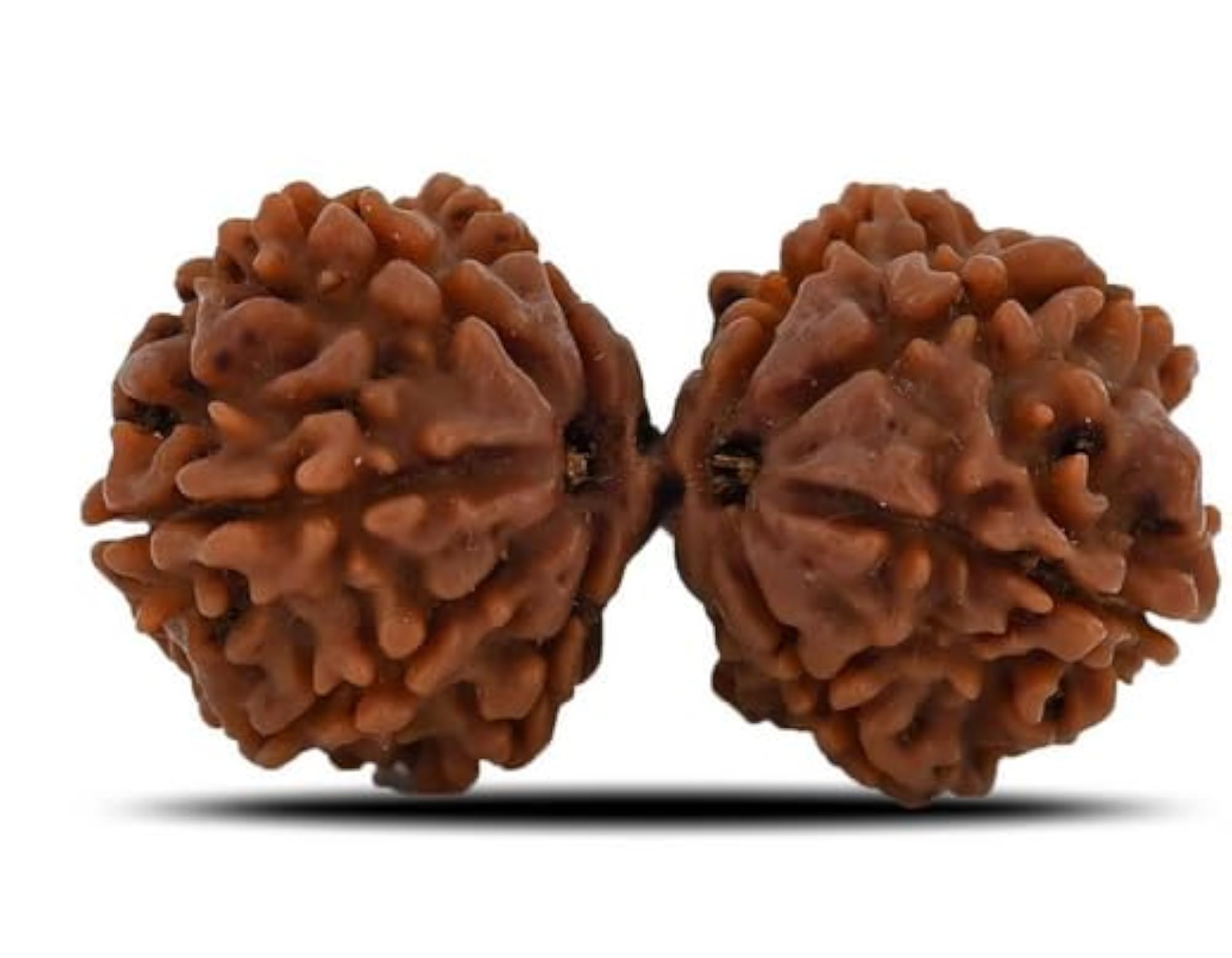 Superb Natural Brown Gaurishankar Rudraksha, Lab Certified