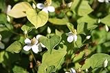 WASSERPFLANZEN WOLFF - Houttuynia cordata 'Plena' - Houttuynie - Eidechsenschwanz weiß - QUALITÄTSSTAUDE durchwurzelt im 9x9cm Topf - winterhart