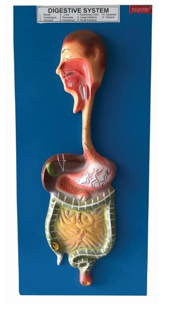 AI-Human Digestive System on Board/Anatomical Model/for educational purpose/On board 10x 24 (B09ZQV8R2M) Amazon Price History, Amazon Price Tracker