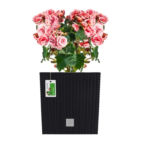 PAFEN Blumentopf RATTO Rattan-Optik Low Kunststoff Topf Blumenkübel inkl. Einsatz Übertopf anthrazit 26,5x26,5cm