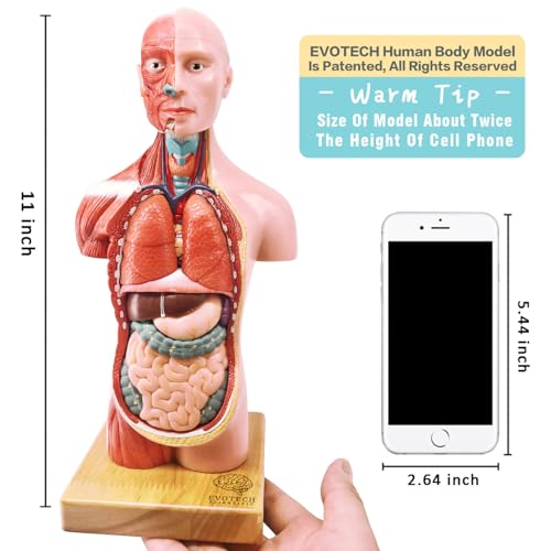 image for EVOTECH SCIENTIFIC 2025 New Human Body Model for Kids, 15 Pcs Removabl