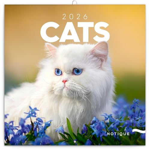 NOTIQUE 2026 Katzen Wandkalender