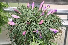 Aamish 100 pezzi Tillandsia Cyanea Pflanzensamen