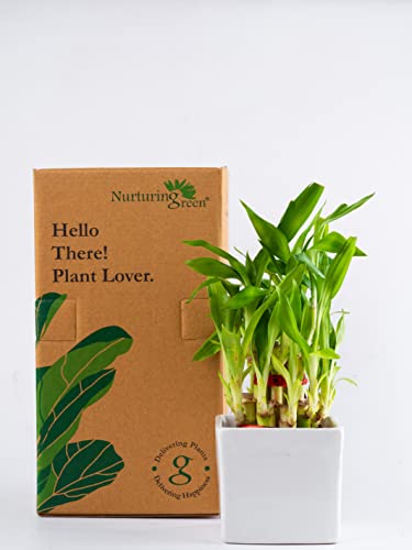 Image of Nurturing Green Good Luck Plant For Gift - Lucky Bamboo Combo (2 Layer) in Black & White Ceramic Pots | Eco Friendly Gifts | Gifts for Anniversary | Couple Gifts