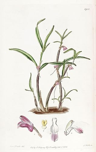 Impression Sur Toile Cladobium Graminifolium tableau déco murale d'artiste 60x90