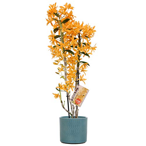 Orchid from Botanicly – Bamboo Orchid in Teal Ceramic Misaki Pot as a Set – Height: 50 cm, 2 Stems, Orange Flowers – Dendrobium nobile Firebird