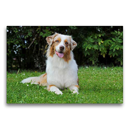 Premium Textil-Leinwand 75 x 50 cm Quer-Format Bekannt wie ein bunter Hund. Australian Shepherd - Familienplaner hoch, Leinwanddruck von SiSta-Tierfoto