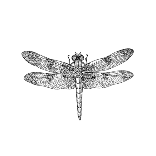 『Catch the Dragonfly』のカバーアート