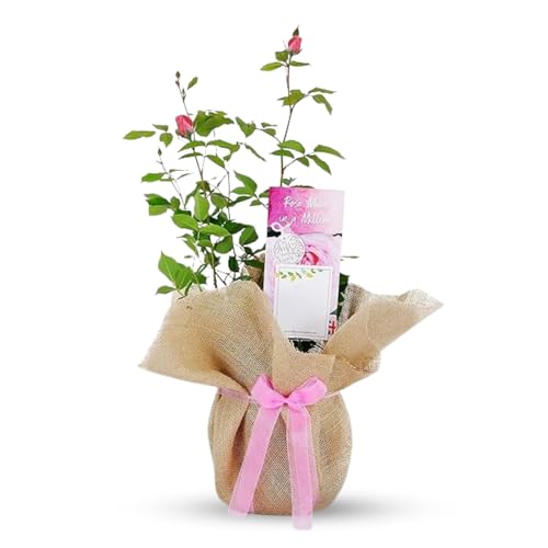 Carbeth Plants Mum in A Million Pink Rose Bush Plant - A Thoughtful Mother's Day Gift and Birthday Present - Gardening Gifts for Women - Gift Wrapped Potted Roses Bushes Plants for Garden & Outdoor