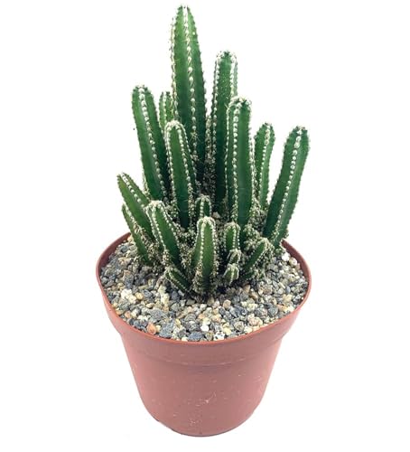 Rare 8 inch Fairy Castle Cactus