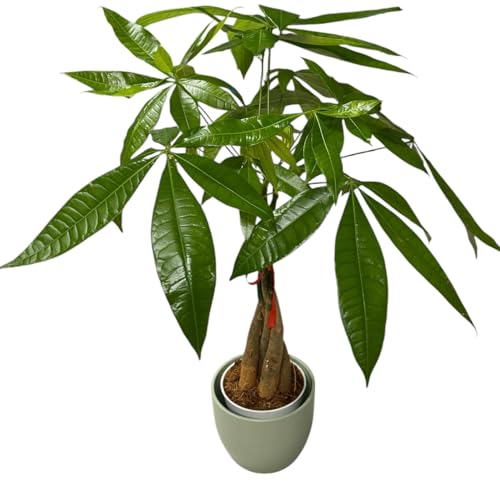 Image of Money Tree Live Plant | 14-22 Inches Tall Bonsai | Easy to Grow Indoor Houseplant | Home, Office, or Room Decor | Birthday, Housewarming Gift (Sage)