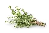 Orange Thyme Orangelo Thymus frangrantissismus Herb Premium Seeds for Planting Packet