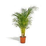 Hello Plants XXL Areca Palm Goldpalme/Dypsis Lutescens 130cm hoch, 24Ø - Große Zimmerpflanzen - Tropische Palme - Luftreinigungsanlage - Frisch aus der Gärtnerei