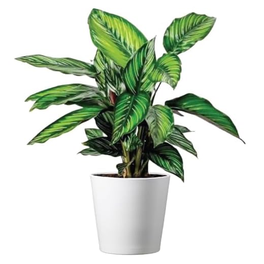 American Plant Exchange Live Calathea 'Beauty Star' – 6-Inch Pot Cover – Pet-Friendly Tropical Houseplant with Striped Green Leaves for Low Light Homes, Offices, Shelves & Indoor Décor
