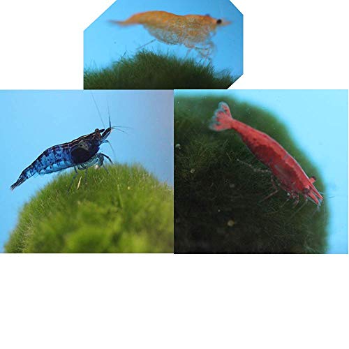 Best Aquarium Shop