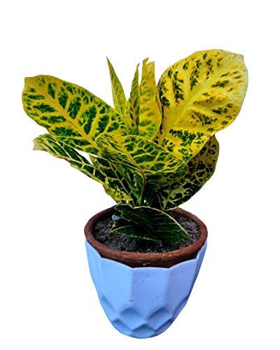 Croton Petra (Yellow) Indoor Outdoor Live Plant Free Vermi Compost Fertilizer with Pot (B08BYJWJJ9) Amazon Price History, Amazon Price Tracker