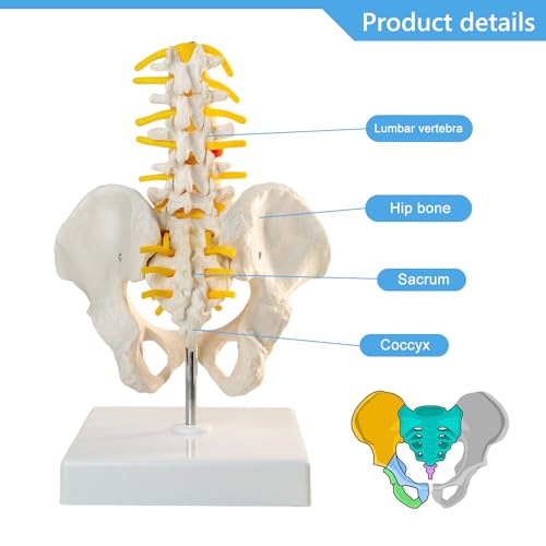 Image of Male Pelvis Model, Educational Model with 5 Lumbar Vertebrae and Spine with Spinal Nerves for Medical Research and Educational Practice