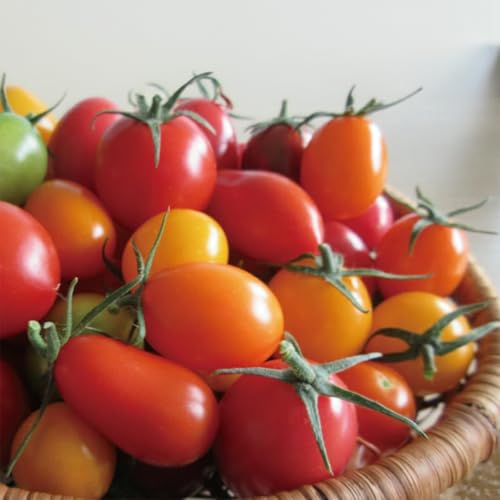 ジュエルトマト詰め合わせ 1.2kg [高糖度 フルーツトマト トマト ]