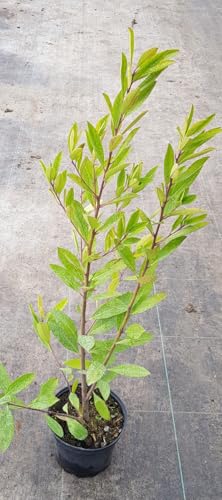 Ilex paraguariensis/Thé du Paraguay/Conteneur de 2 à 2.9 litres/Plante aromatique/Yerba Maté