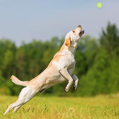 Ballschleuder für Hunde Relaxdays mit 5 Tennisbällen blau/grün