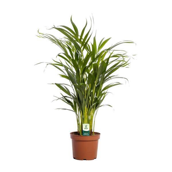 Dypsis Lutescens - Ø 17 cm - 65 cm