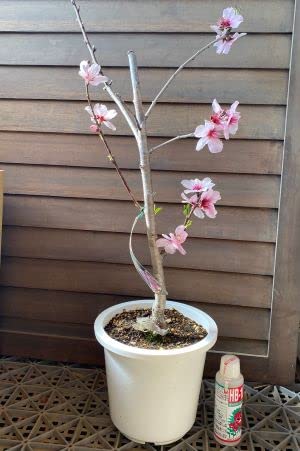 アーモンド　接木　ピンク花　花も実も楽しめます　落葉樹 Amazon.co.jp: 【6寸鉢植え】アーモンド 《果樹苗木》接木苗 ＊1本で