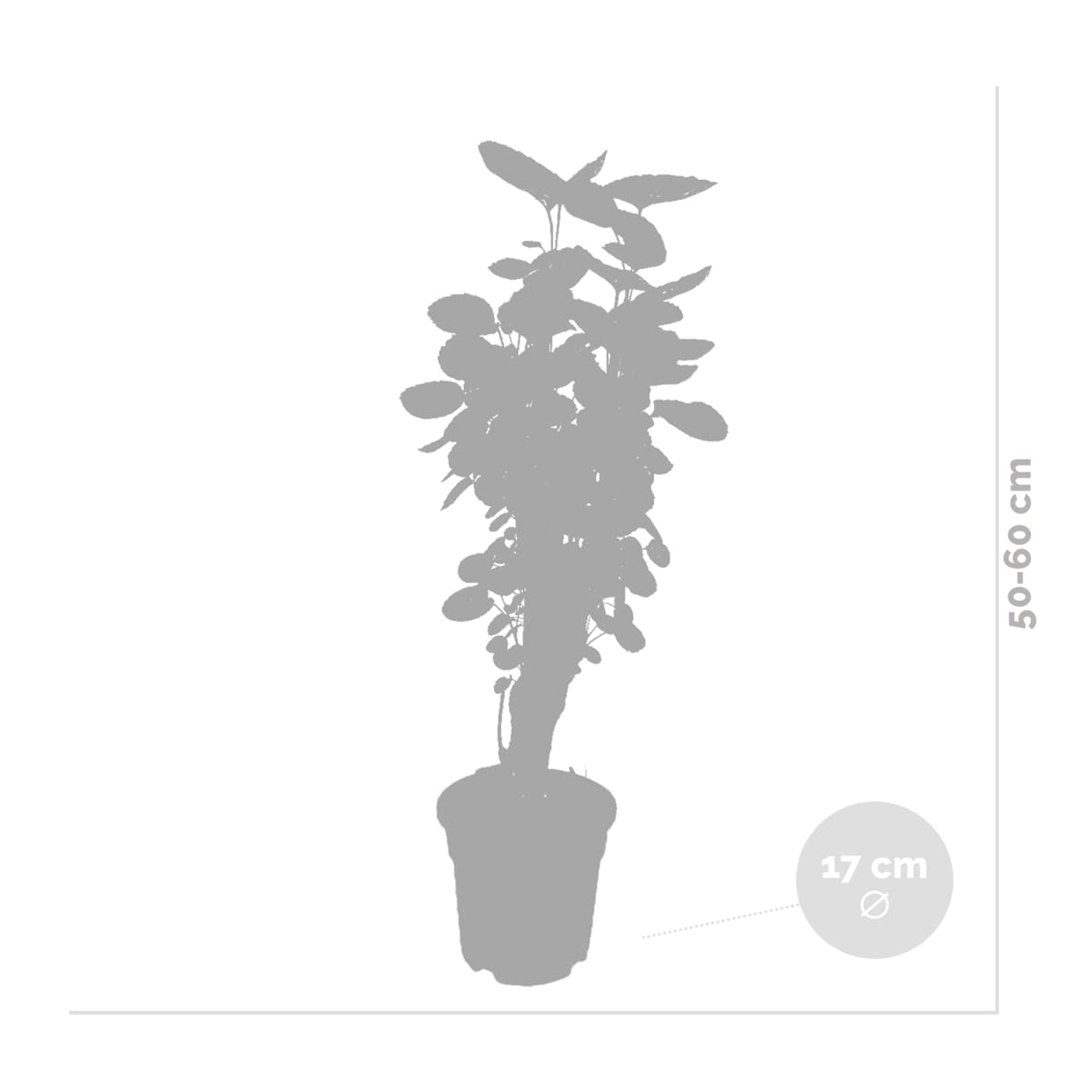 Bloomique - Set de 2 - Polyscias ‘Fabian’ - Aralia - Planta de interior - Purificadora del aire - Apta para mascotas - Fácil de cuidar - Altura 50-60 cm - Maceta 17 cm