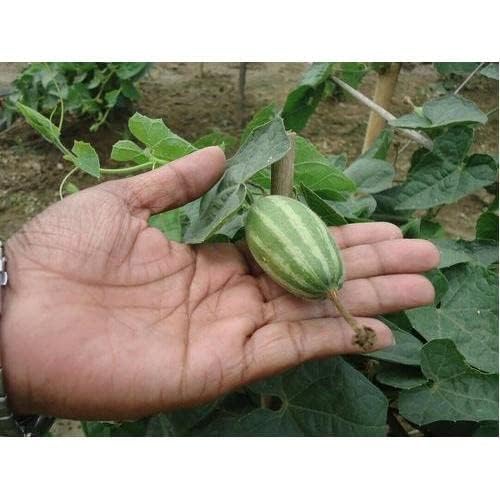 Pointed gourd/Parwal live plant/potol live plant/parwal vegertable plant pack 2 (B0CL1V7F7J) Amazon Price History, Amazon Price Tracker