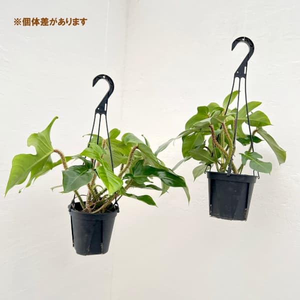 Amazon｜[観葉フェア]フィロデンドロン：スクアミフェルム 5号吊り鉢