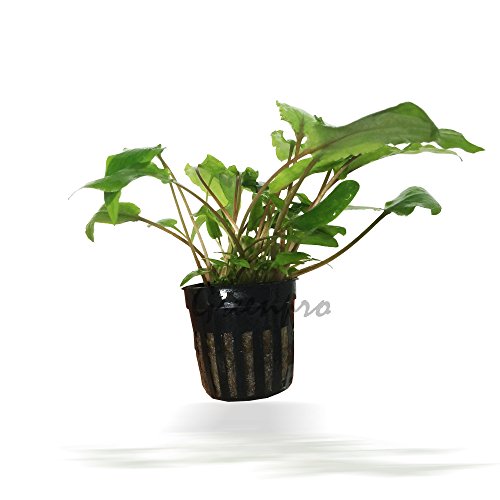 Greenpro Cryptocoryne Wendtii Green Live Aquarium Plant #TOP21