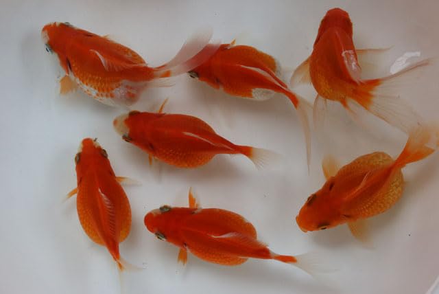 Amazon | 国産金魚 玉サバ 2才魚 1匹 全長約8～9cm （生体60713-8