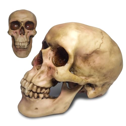 Zomhaos Resin Skull Decor, Plastic Skull Model for Home, Shrunken Head...