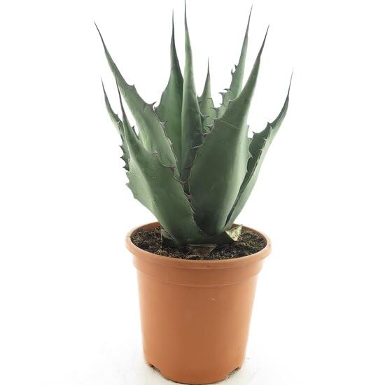 Bloomique - Agave Havardiana - Gartenpflanzen - Winterhart - Hhe 30-40 cm  - Topf 26 cm : Amazon.de: Garten