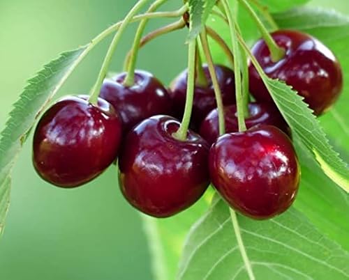 50 Sweet Cherry Fruit Tree Seeds For Planting Non-Gmo & Heirloom Seeds Prunus Avium Homegrown #TOP3