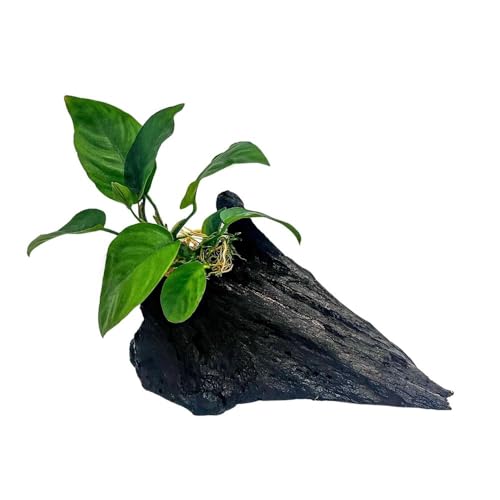 AquaOne Anubias barteri Plante d'aquarium sur bois sur racine de mangrove - Décoration naturelle pour aquarium - Facile d'entretien et idéale pour crevettes,...