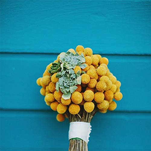 Beau Jour Dried Craspedia Yellow Billy Balls 40 Stems, 1-1.5 inch in Diameter, Dried Flower Branch for DIY Flower Arrangements Home Decor