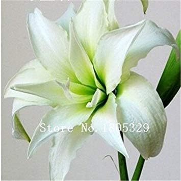 Amazon Co Jp アマリリス種子 安いアマリリスの種 バルバドスリリー鉢植え種子 盆栽バルコニーの花の種 100個 袋 Diy 工具 ガーデン