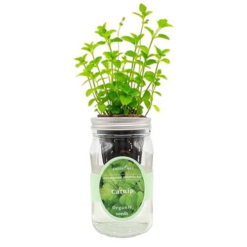 Hydroponic Mason Jar Herb Garden Kit (Catnip)