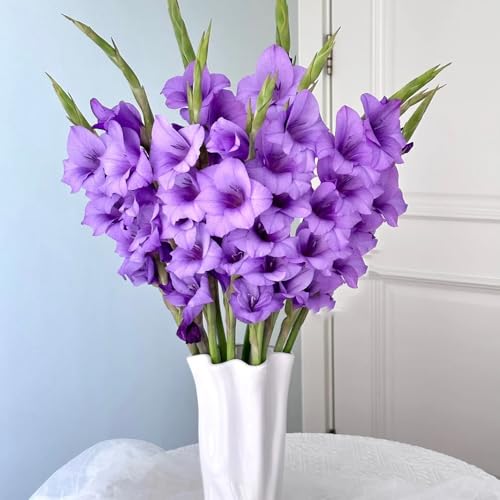 bulbi di gladioli da ufficio resistenti decorativi letto elevato decorazione da ufficio giardino Bulbi perenni 3pcs