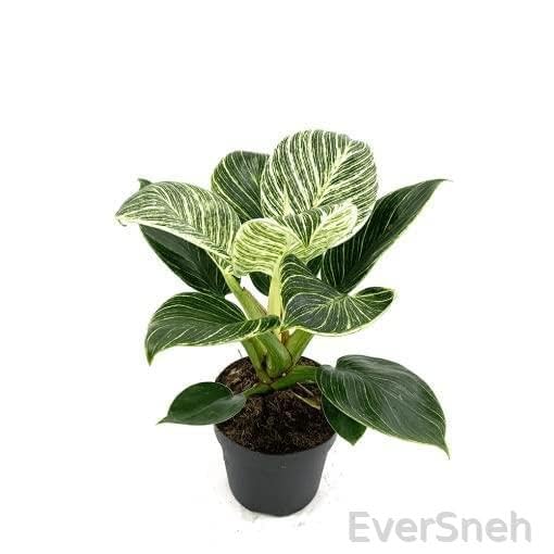 EverSneh Original Live Philodendron Birkin-White Wave Healthy Matured Rare Live Plant Indoor for Home,Office,Garden,Patio,Terrace Decor Air Purifier House Plant with Black Nursery Pot (B0C9Y82VS2) Amazon Price History, Amazon Price Tracker
